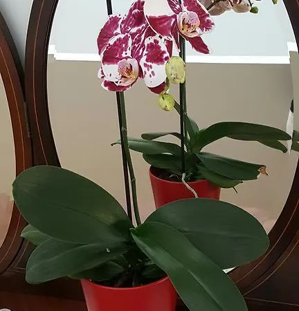 شقة Bolhao بورتو