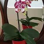 Apartamento Bolhao Oporto